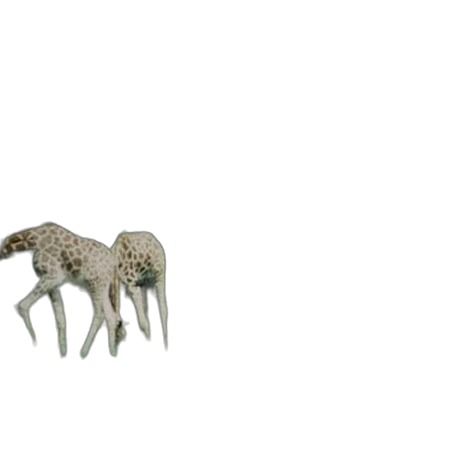animal, furniture, creature, jewelry transparent PNG cut-out