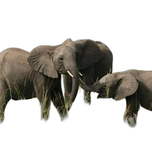 animal, concept art, photorealistic, 3d render transparent PNG cut-out