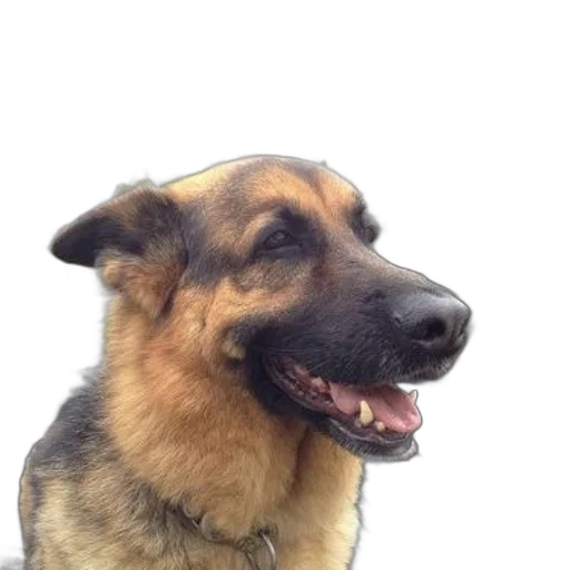 animal, staff, face, creature transparent PNG cut-out