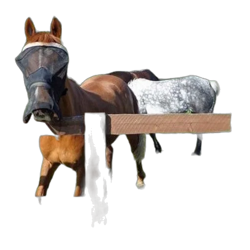 animal, furniture, staff, photorealistic transparent PNG cut-out