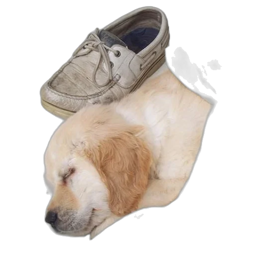 shoes, animal, creature, hat transparent PNG cut-out