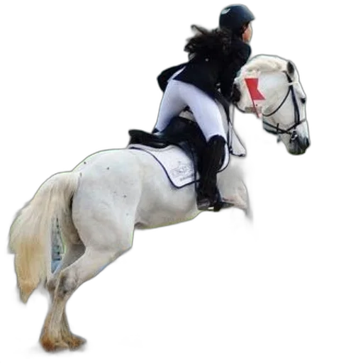 animal, photorealistic, rider, white transparent PNG cut-out