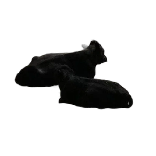 shoes, animal, mask, hat transparent PNG cut-out