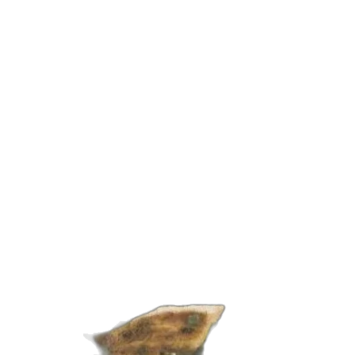 shoes, hat, jewelry, food transparent PNG cut-out