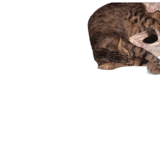 animal, hat, staff, creature transparent PNG cut-out