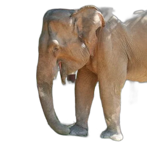 animal, creature, photorealistic, 3d render transparent PNG cut-out