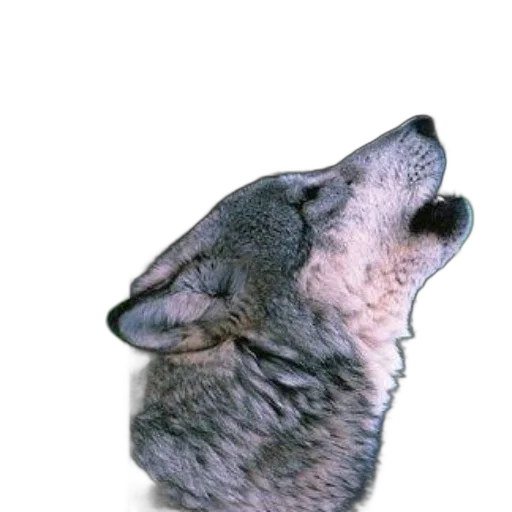 animal, creature, staff, face transparent PNG cut-out