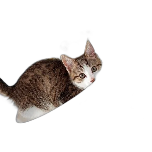 animal, staff, hat, creature transparent PNG cut-out