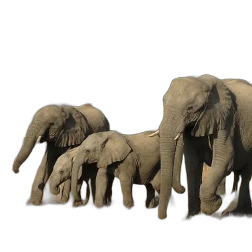 animal, 3d render, concept art, photorealistic transparent PNG cut-out
