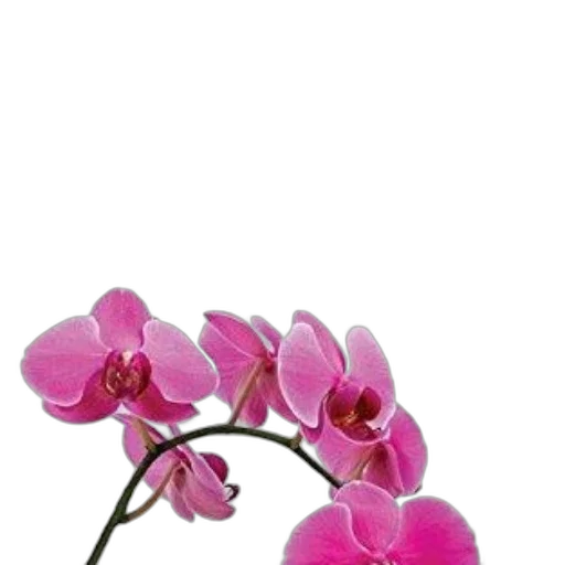 flower, jewelry, crown, staff transparent PNG cut-out