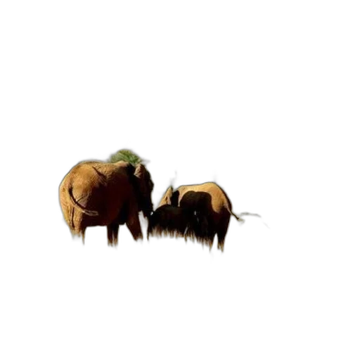 animal, creature, furniture, weapon transparent PNG cut-out