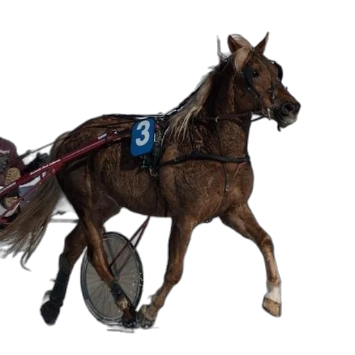 staff, animal, photorealistic, concept art transparent PNG cut-out