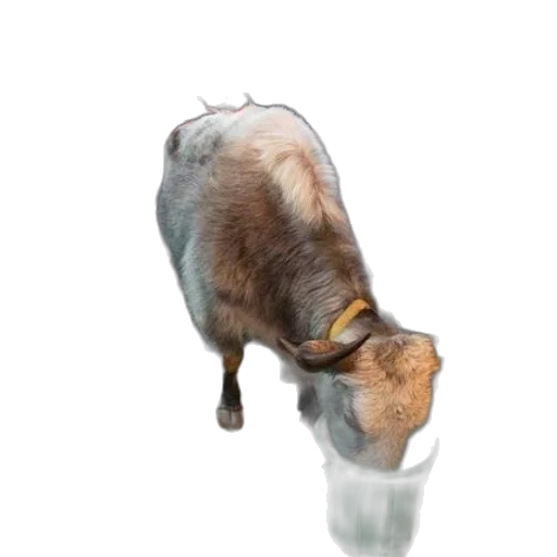 animal, food, creature, hair transparent PNG cut-out