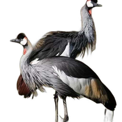animal, creature, photorealistic, concept art transparent PNG cut-out