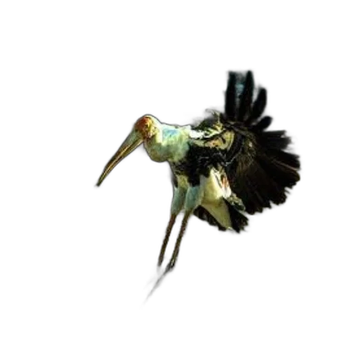 animal, staff, creature, weapon transparent PNG cut-out