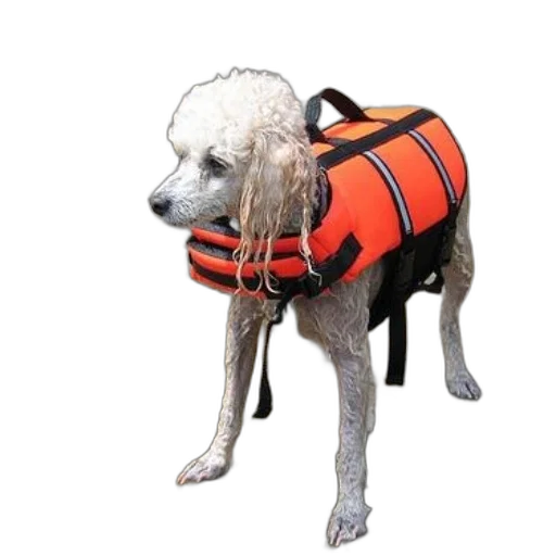 jacket, animal, creature, small transparent PNG cut-out