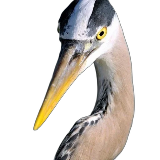 animal, creature, staff, face transparent PNG cut-out