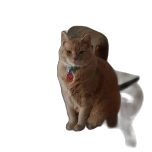 animal, creature, staff, robot transparent PNG cut-out