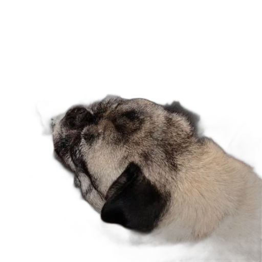 animal, face, creature, staff transparent PNG cut-out