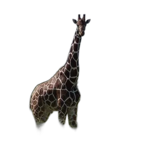 animal, creature, hat, staff transparent PNG cut-out