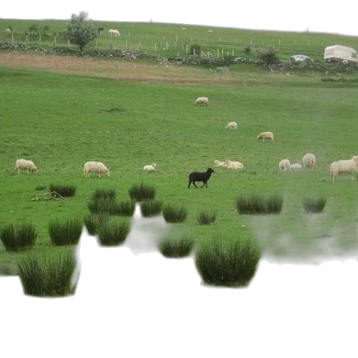 animal, photorealistic, rain, fog transparent PNG cut-out