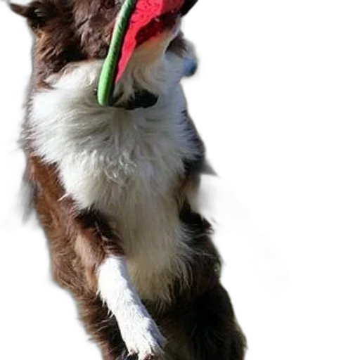 staff, animal, hat, creature transparent PNG cut-out
