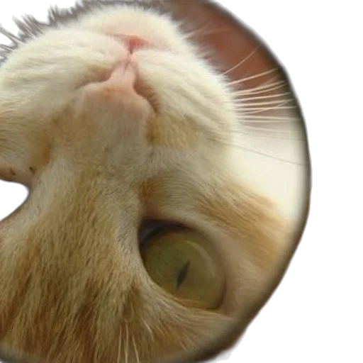 face, staff, animal, creature transparent PNG cut-out