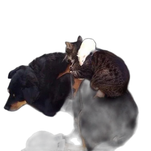 staff, animal, dragon, weapon transparent PNG cut-out