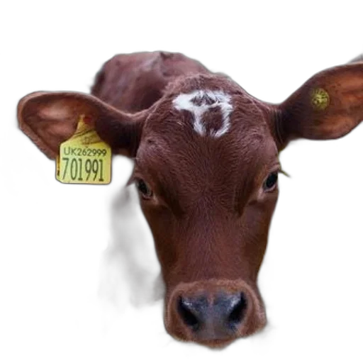 animal, photorealistic, close-up, brown transparent PNG cut-out