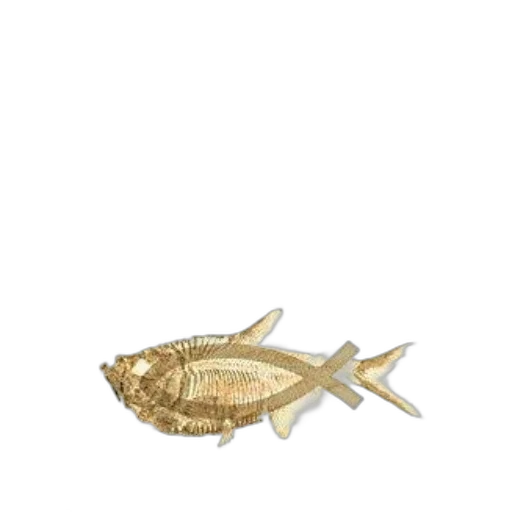 jewelry, animal, creature, weapon transparent PNG cut-out