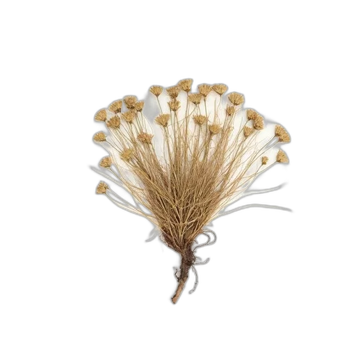 hair, crown, jewelry, flower transparent PNG cut-out