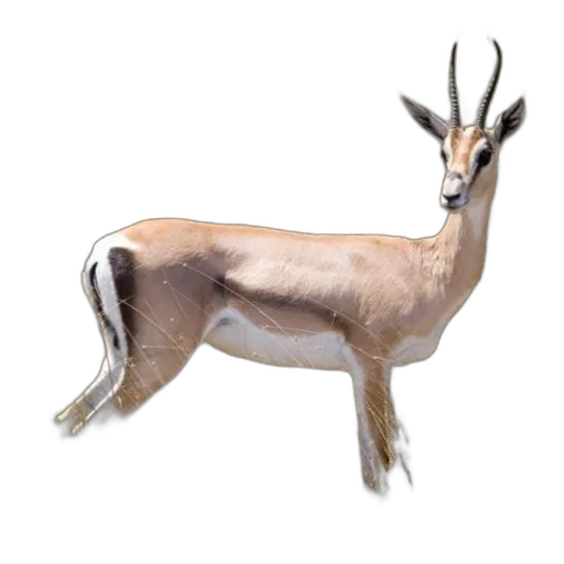 animal, creature, staff, crown transparent PNG cut-out