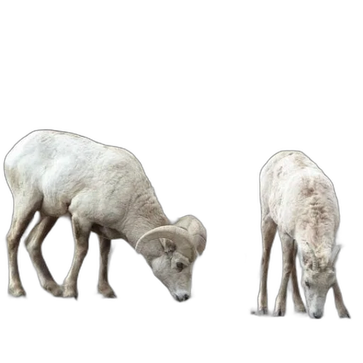 animal, creature, food, furniture transparent PNG cut-out