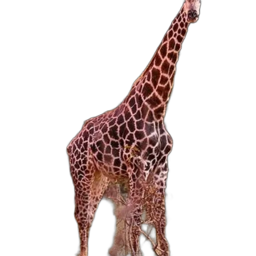 animal, creature, staff, hat transparent PNG cut-out