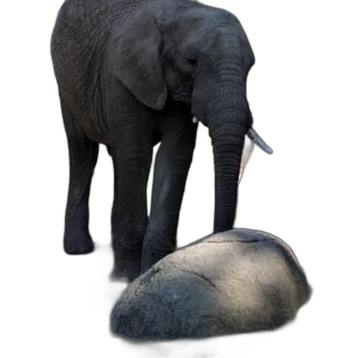 animal, hat, creature, shoes transparent PNG cut-out