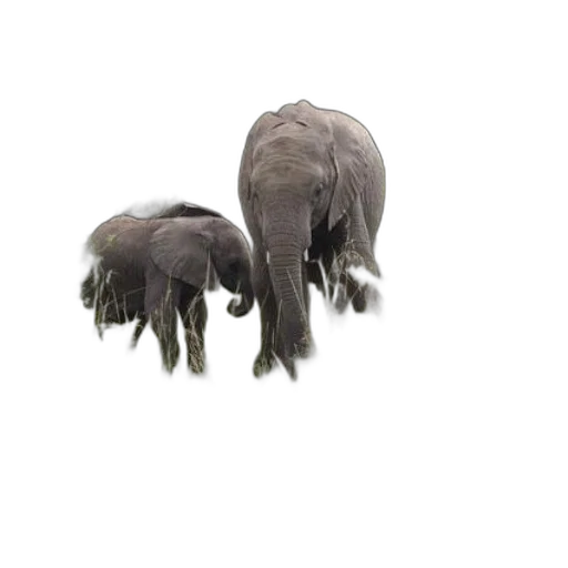 animal, creature, hair, shoes transparent PNG cut-out