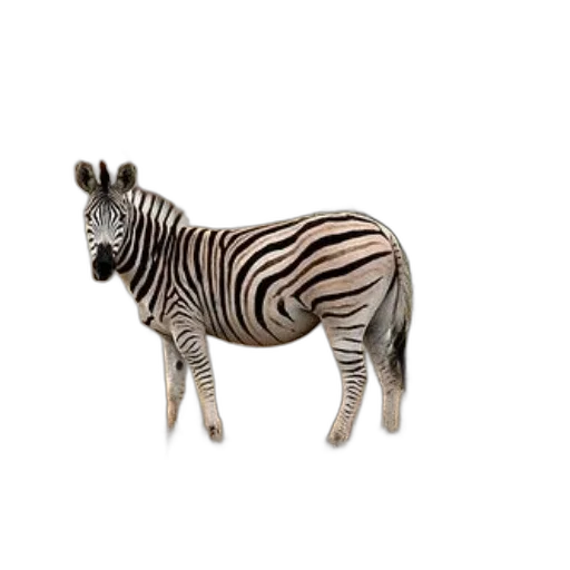 animal, creature, weapon, jewelry transparent PNG cut-out