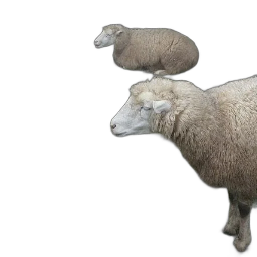 animal, creature, hat, food transparent PNG cut-out