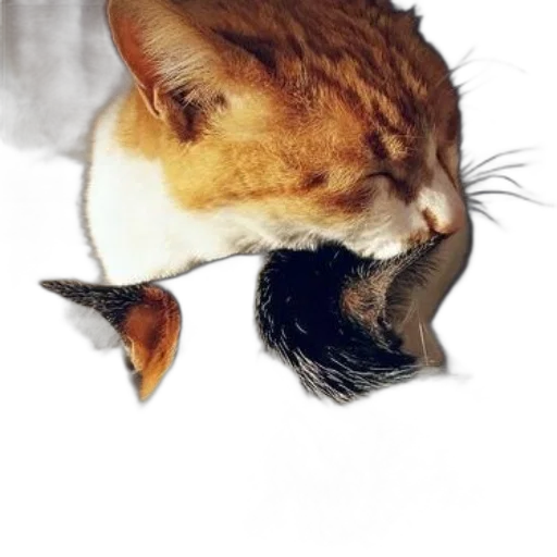 mask, animal, hat, staff transparent PNG cut-out