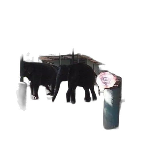 staff, animal, weapon, furniture transparent PNG cut-out