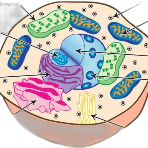 detailed, diagram, plant, cell transparent PNG cut-out