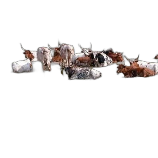 furniture, animal, weapon, staff transparent PNG cut-out