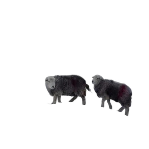 animal, creature, food, robot transparent PNG cut-out