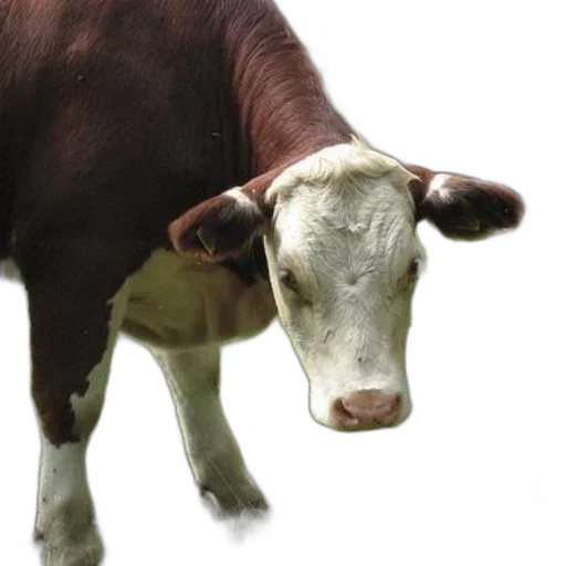 animal, creature, face, food transparent PNG cut-out