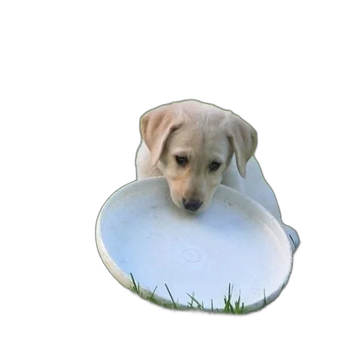 hat, flower, animal, creature transparent PNG cut-out