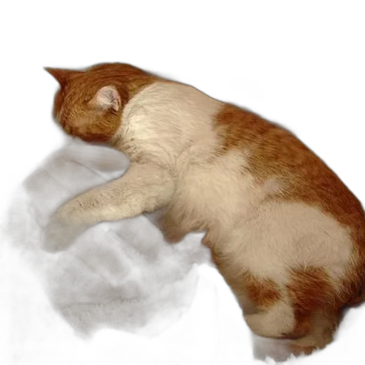 animal, staff, creature, face transparent PNG cut-out