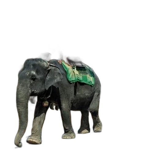 animal, creature, jewelry, robot transparent PNG cut-out
