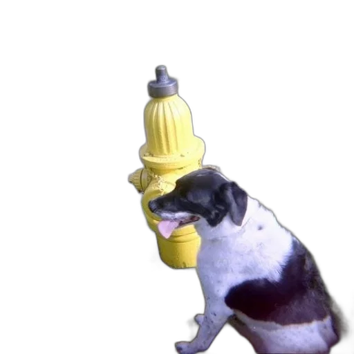 bottle, animal, hat, staff transparent PNG cut-out
