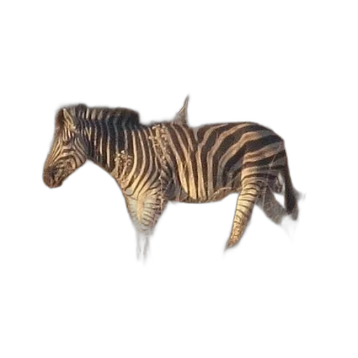 animal, jewelry, creature, furniture transparent PNG cut-out