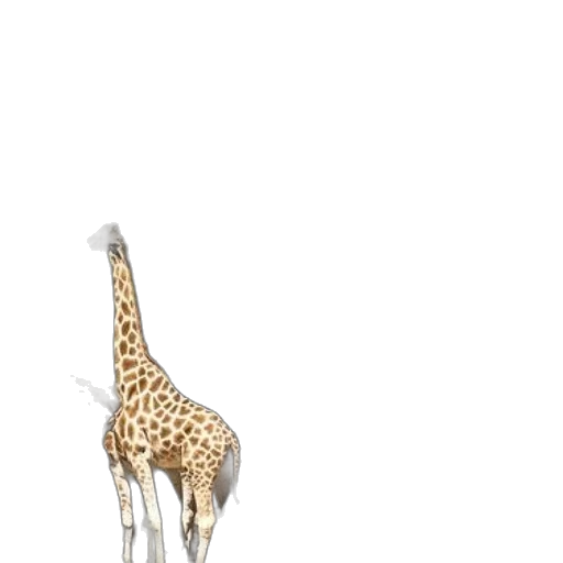animal, creature, shoes, staff transparent PNG cut-out
